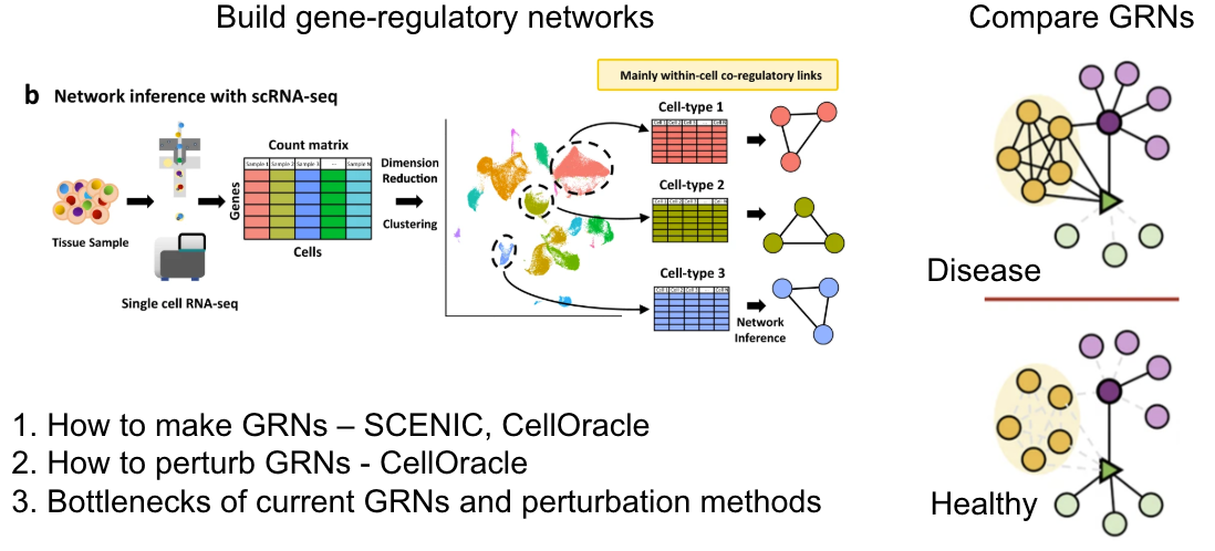 Network inference with scRNA-seq: from tissue sample to count matrix, clustering into cell types, and a gene-regulatory network per cell type; disease and healthy networks are then compared.