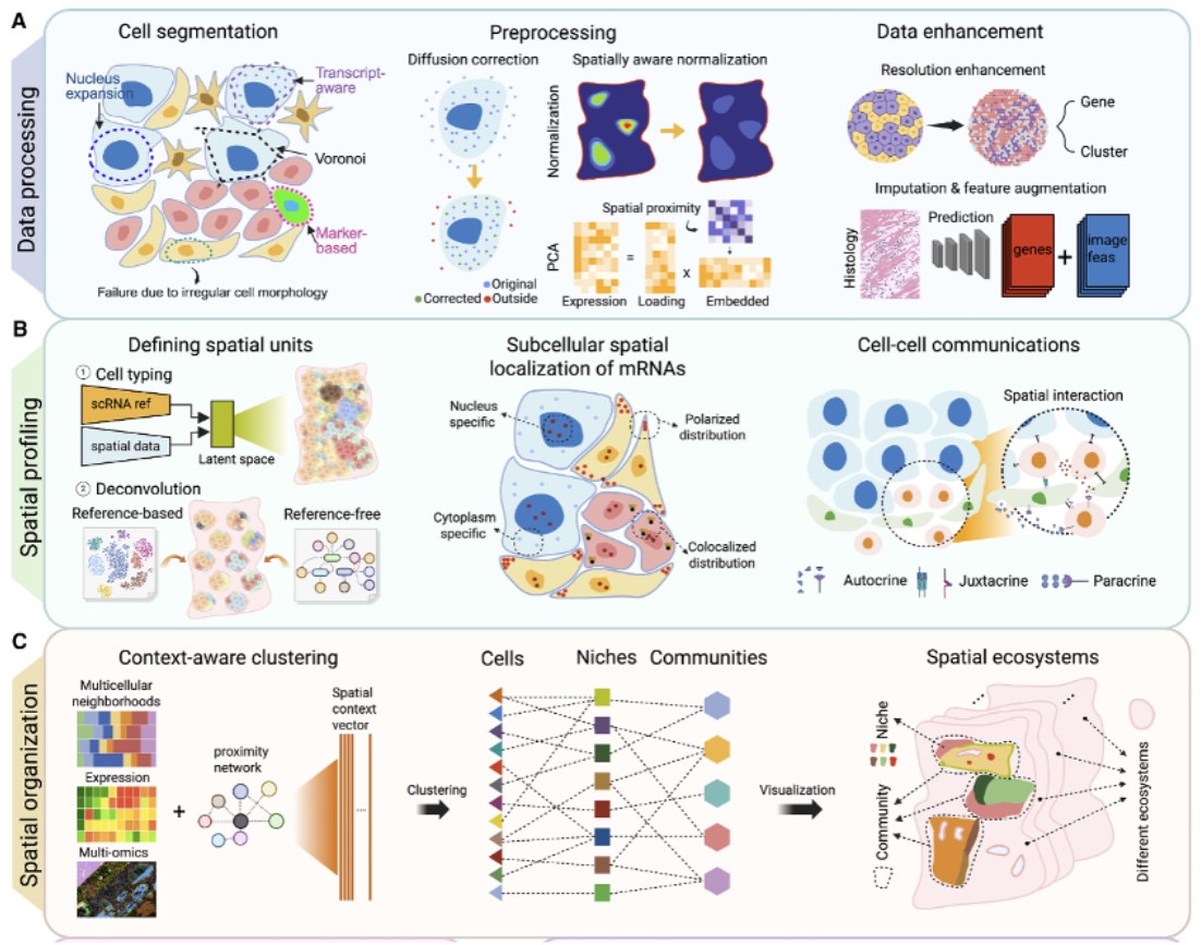 Overview of spatial transcriptomics analysis: data processing (cell segmentation, preprocessing, data enhancement), spatial profiling (spatial units, subcellular mRNA localization, cell-cell communication) and spatial organization (context-aware clustering, niches, communities, spatial ecosystems).