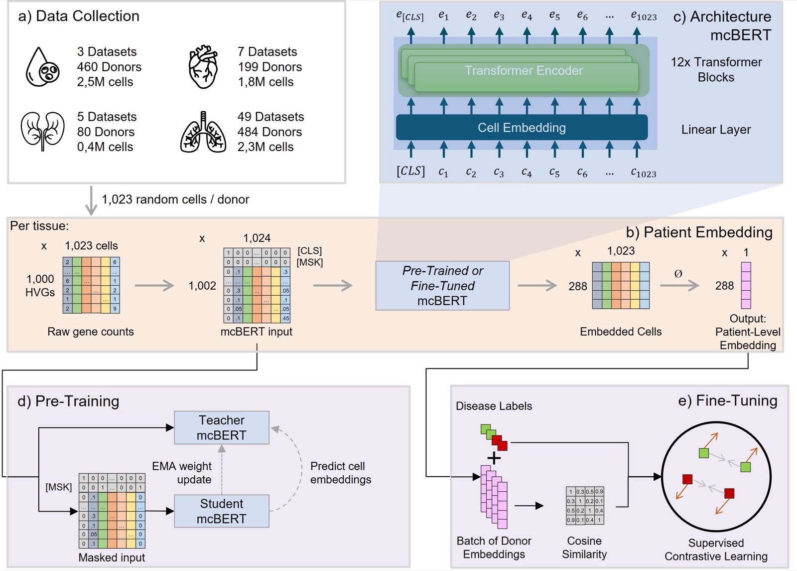 mcBERT overview: data collection across blood, heart, kidney and lung datasets; patient embedding from 1,023 cells per donor; transformer architecture; self-supervised pre-training with teacher and student models; and fine-tuning with supervised contrastive learning.